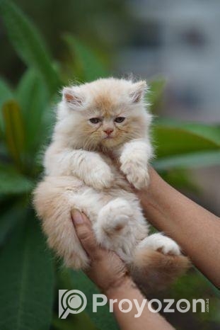 Pure Parsian Semi Punch Male \ Fawn Cat