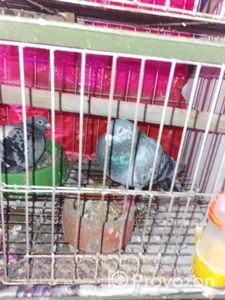 এক জোরা রেসার বিক্রি হবে