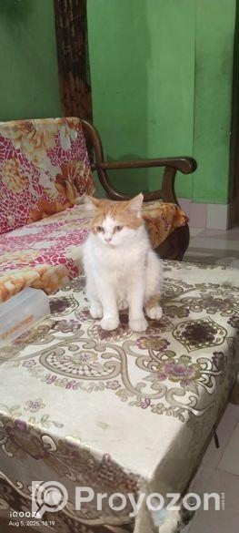 হাই কোয়ালিটি পার্শিয়ান বিড়াল