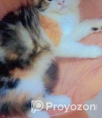 High Quality Mix Calico