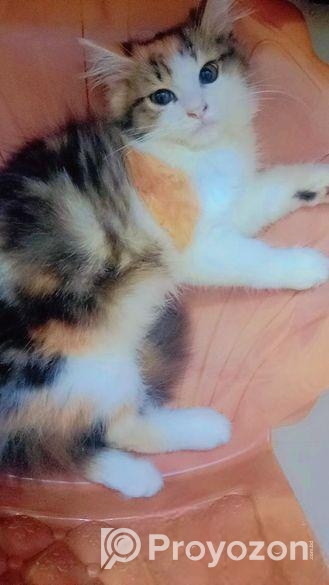 High Quality Mix Calico