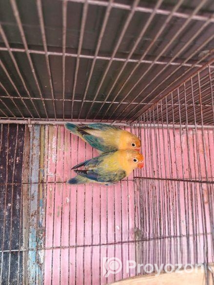 দুইটাই মেইল