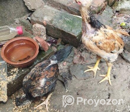 দেশি মুরগি বিক্রি করা হবে