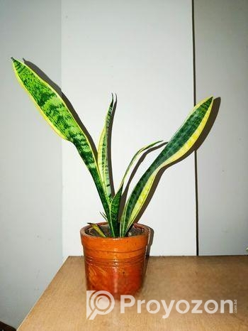 স্ন্যাক ও স্পাইডার প্ল্যান্ট