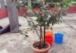 স্ট্রবেরি পেয়ারা