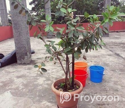 স্ট্রবেরি পেয়ারা