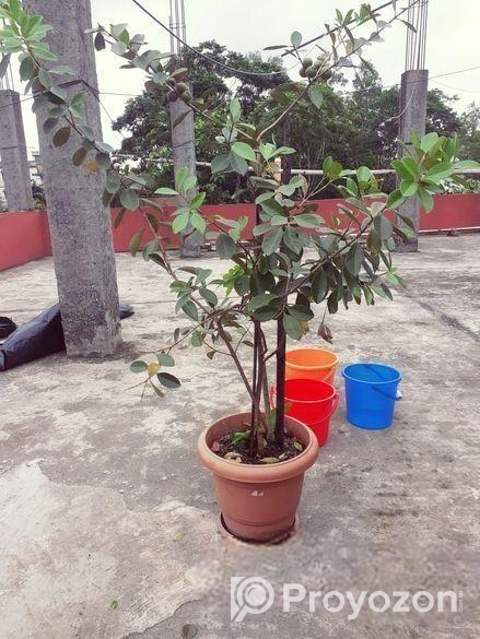 স্ট্রবেরি পেয়ারা