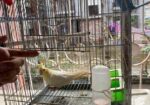 Female Love Bird
