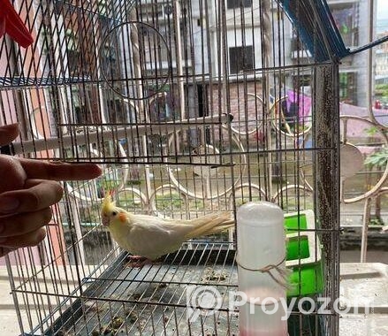 Female Love Bird