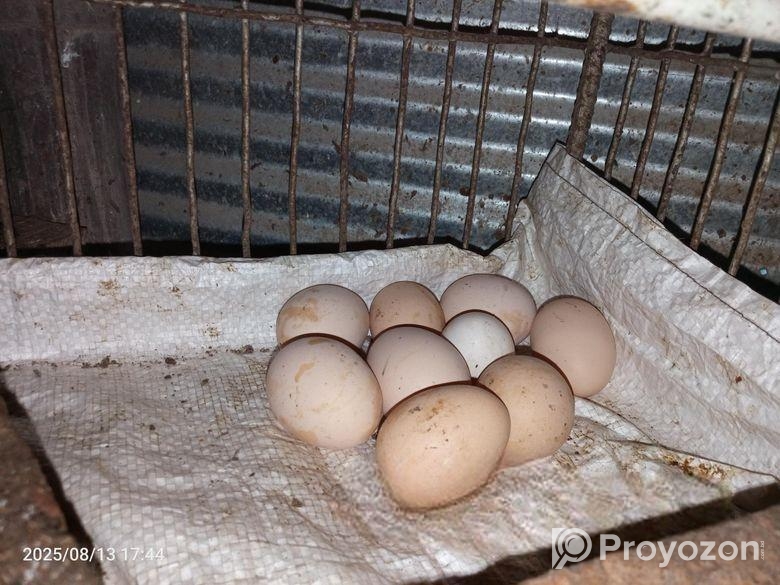 টাইগার মুরগীর বীজ ডিম বিক্রি হবে