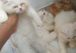 Parsian Female Cat