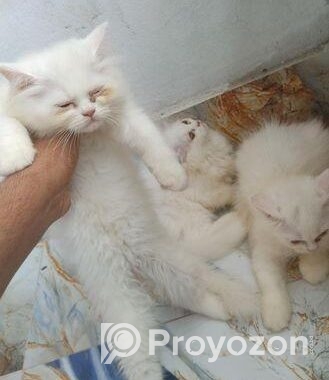 Parsian Female Cat