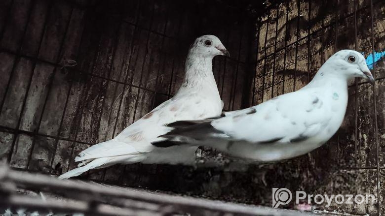 Coco Racer Master Pair Kobutor