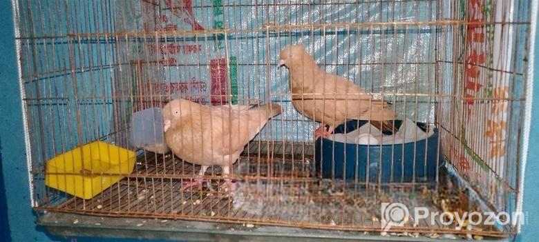 এক জোড়া রানিং গিয়ার চুল্ল কবুতর বিক্রি হবে