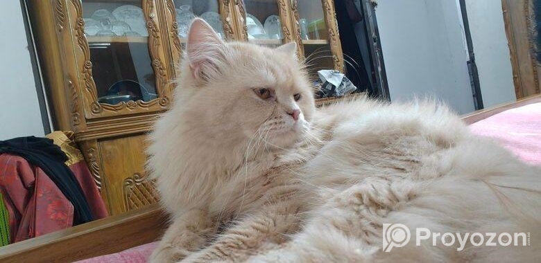 Traditional Persian Adult Female