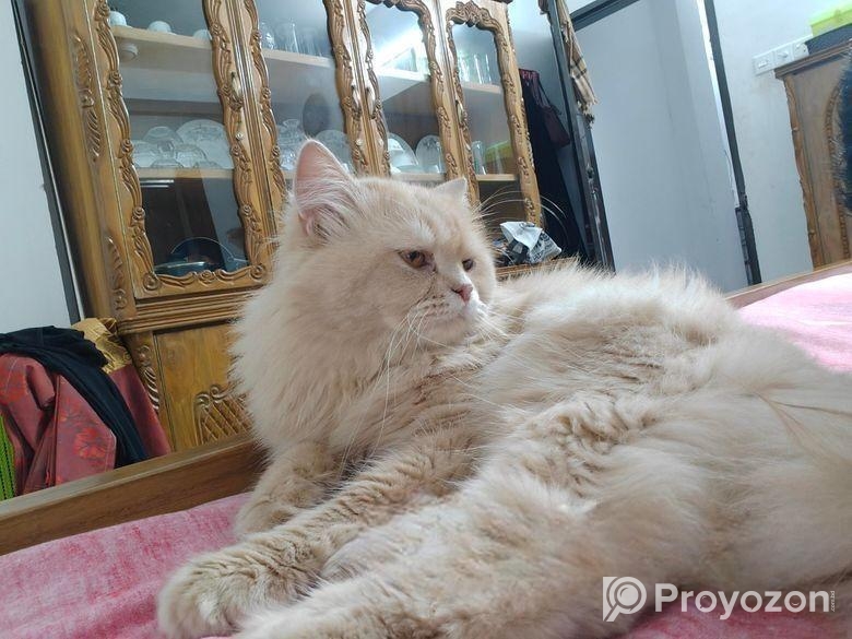 Traditional Persian Adult Female