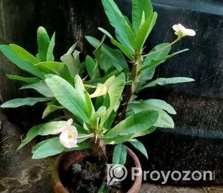 তিলোত্তমা কাটামুকুট
