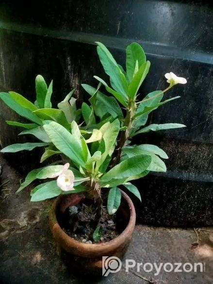 তিলোত্তমা কাটামুকুট