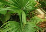 indoor plant