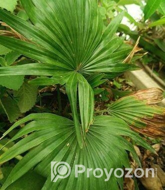 indoor plant
