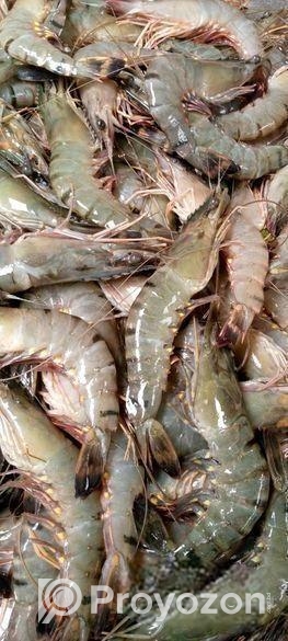 চিংড়ি কুরাল, ভাঙ্গান,বেলে, খরলা,পেসশা,বাটা