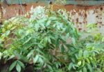 বারো মাস ফল ধরে