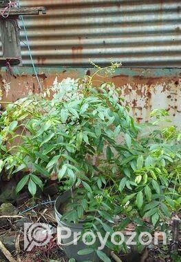 বারো মাস ফল ধরে