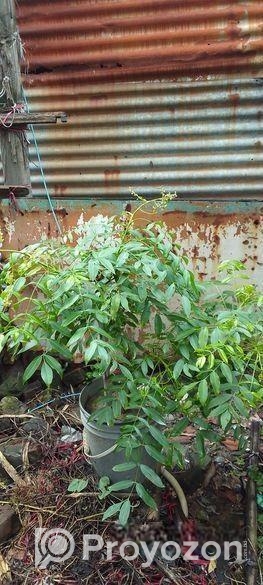 বারো মাস ফল ধরে