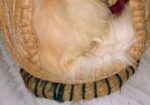 Pure Persian Male Adult Cat