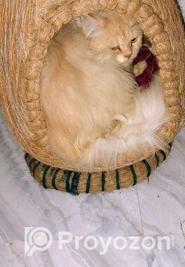 Pure Persian Male Adult Cat