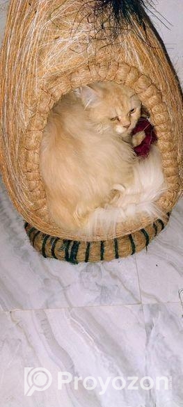 Pure Persian Male Adult Cat