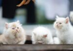 Pure Parsian Semi Punch Male \ Fawn Cat