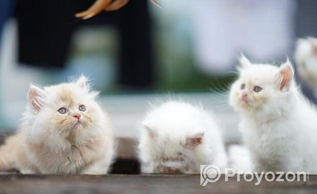 Pure Parsian Semi Punch Male \ Fawn Cat