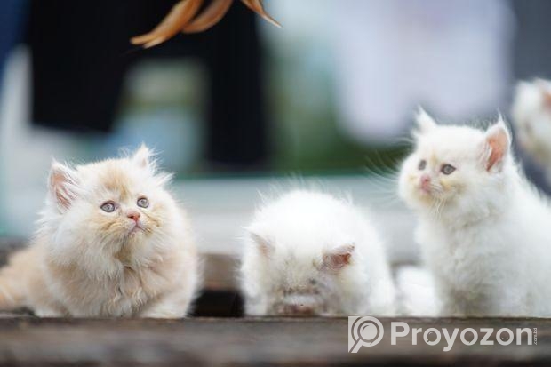 Pure Parsian Semi Punch Male \ Fawn Cat