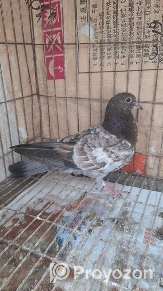 দুইটা মাদি কবুতর