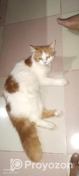 হাই কোয়ালিটি পার্শিয়ান বিড়াল