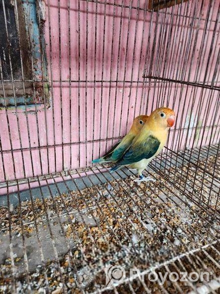 দুইটাই মেইল