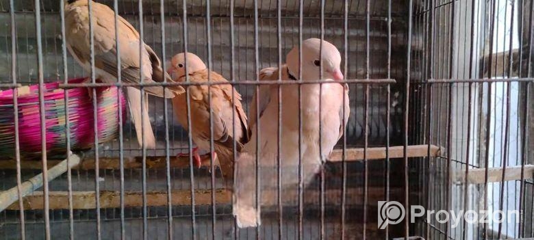 Australian Dove