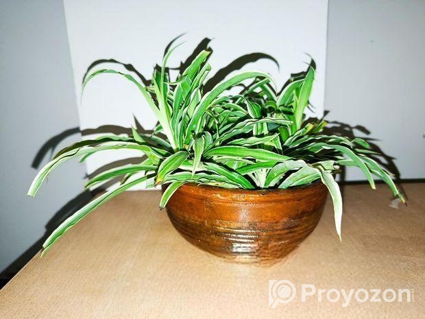 স্ন্যাক ও স্পাইডার প্ল্যান্ট