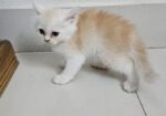 Persian Cat Baby