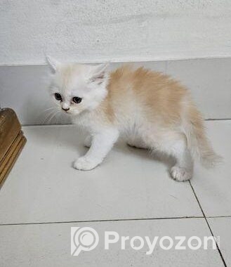 Persian Cat Baby