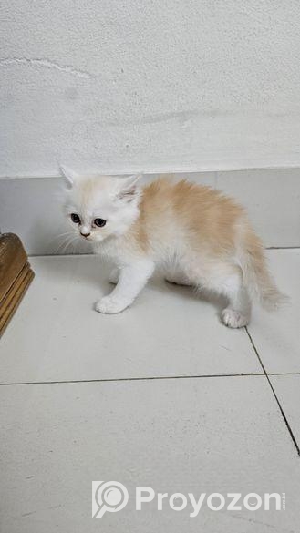 Persian Cat Baby