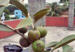 স্ট্রবেরি পেয়ারা