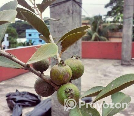 স্ট্রবেরি পেয়ারা