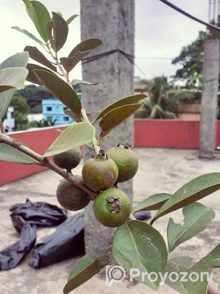 স্ট্রবেরি পেয়ারা