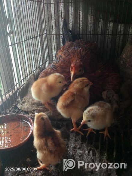 টাইগার মুরগীর বীজ ডিম বিক্রি হবে