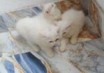 Parsian Female Cat