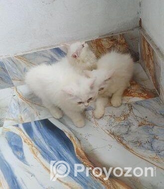Parsian Female Cat