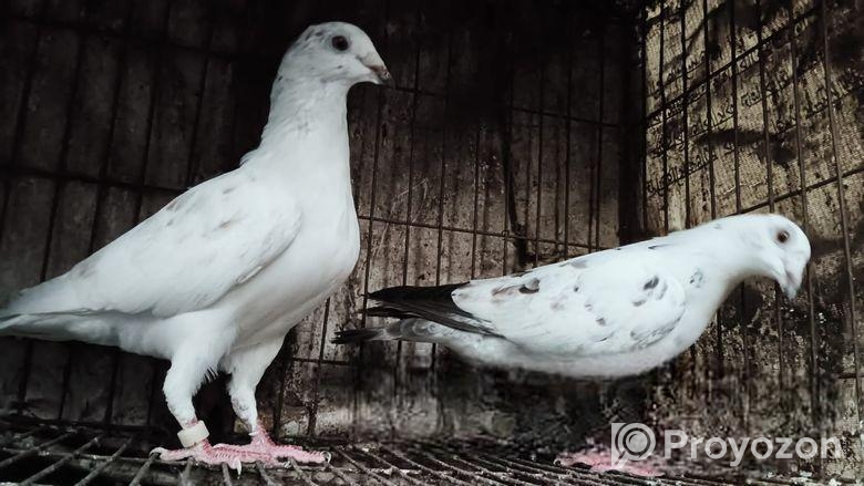 Coco Racer Master Pair Kobutor