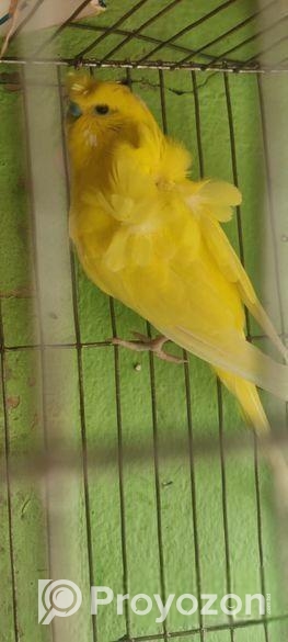 বাজিগার পাখি রানিং